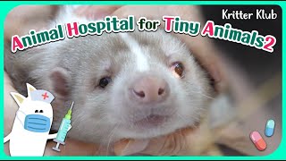 Today's Patient: Skunk l Animal Hospital For Tiny Animals 2