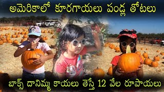 మా దానిమ్మ తోటలో తాజా పళ్ళు || The Secret to Growing the Perfect Pomegranate #shwaaravlogs