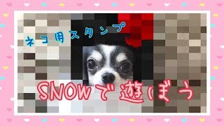 スマホアプリの『SNOW』で遊んでみた【猫スタンプ】【ペット動画】