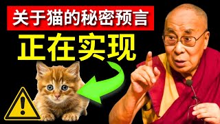 紧急：如果你有一只猫，随时可能发生无法解释的事情 | 吸引力法则