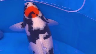 This Is The Most Popular Koi Variety *Showa