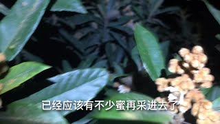 实拍养蜂人带着蜜蜂转场打冬蜜实况，带你了解追花采蜜的甜蜜事业