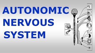 (Chp#14) AUTONOMIC NERVOUS SYSTEM | Snell's NeuroAnatomy | Dr Asif Lectures