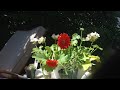 time lapse gerbera daisies standing up