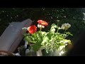 time lapse gerbera daisies standing up