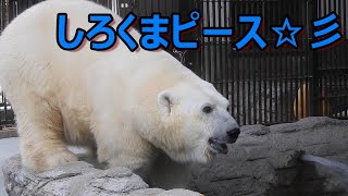 しろくまピースが早めにプールイン\u0026おやつタイム。とべ動物園にて。