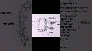 একটি আদর্শ উদ্ভিদকোষের চিহ্নিত চিত্র অঙ্কন। #shorts #drawing