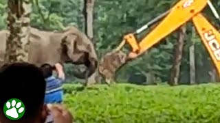 Elephant mom fights off excavator
