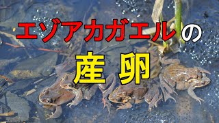 エゾアカガエルの産卵