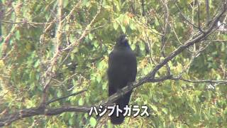 30秒の心象風景2513・冬枯れの木に～ハシブトガラス～