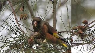 1081213金青冬候鳥金翅雀（Chloris sinica）覓食木麻黃果實記錄