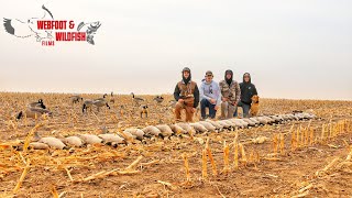 4 Man Limit in Silage! (South Dakota Goose Hunting)