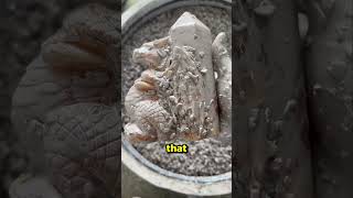 He found a RARE STONE! #curious #incredible #interesting