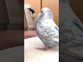 もっと！と要求してくるひっつきベタ慣れインコ【生後5ヶ月】