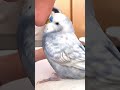 もっと！と要求してくるひっつきベタ慣れインコ【生後5ヶ月】