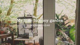 My little Balcony Garden: My Third Year (2023) – first year in Hamburg 🍓🌱🌦