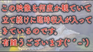 ※たった0.01%の方のみ表示されます 今日からもう笑えるほどお金がザクザク入ってくる龍神窟遠隔参拝１９７