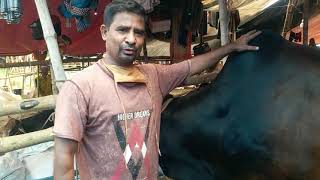 নাটোরের সেরা গরু।। best cow in natore । 100 fit cow market ।৷ street voice