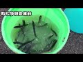 砂上げ場で良型アジ！？　fishingmax泉大津店