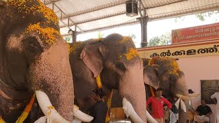 തടത്താവിള രാജാശേഖരനും ഉണ്ണിമങ്ങാട് ഗണപതിക്കും ഉണ്ണിമങ്ങാട് കണ്ണനും ഒരു ആനയൂട്ട് | Anayoottu