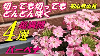 【花】バーベナの育て方・切り戻し