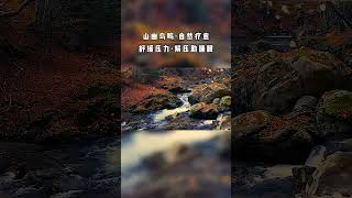 “蝉噪林逾静，鸟鸣山更幽”，大自然的疗愈声音，舒缓压力，解压#助眠。阿尔法脑波音乐##助眠#解压#白噪音