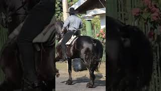 Beautiful Cowboys at Cabalgata Tope Sarchi Costa Rica 1