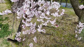 IBARAKI | Cherry blossoms along Sakura Street