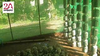 Oyster Mushroom Cultivation (ငွေနှင်းမှို ကြိုးဆွဲစိုက်ပျိုးခြင်း)