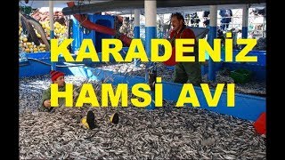 Hamsi Avı Kardeniz Görele Giresun Trabzon Samsun Kemençe Horon