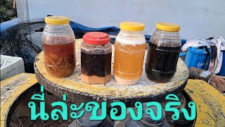 แนะนำปุ๋ยอินทรีย์น้ำหมักหลายสูตรคุณภาพสูงที่ใช้แล้วได้ผลจริง