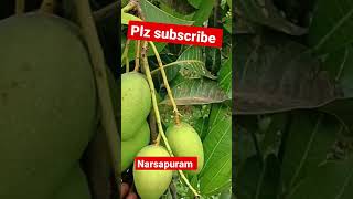 #fashionstyles #agriculture #vlog #imax గుత్తుల కాపులతో ఉండే కొత్తపల్లి కొబ్బరి