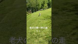 老犬ドッグラン走る？🤗