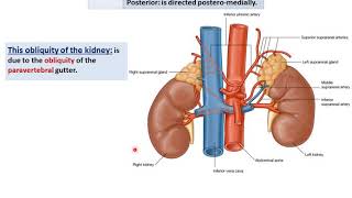 Anatomy of the Kidneys - Dr. Ahmed Farid