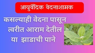 भयंकर वेदनांपासून मिळवा मुक्ती Rui Ayurvedic Painkiller