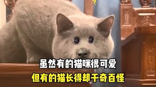 虽然有的猫咪很可爱，但有的猫长得却千奇百怪  #宠物故事 #动物故事 #暖心故事