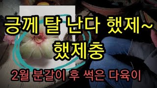 실패 줄이기 - 필독 -    상담 내용 참고   2월 분갈이 후 썩은 뿌리 우찌 할까요 ( 22년 3월 12일 영상 재업로드 )