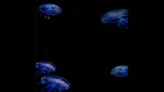 sea fish effect | black screen video | used in video effects |