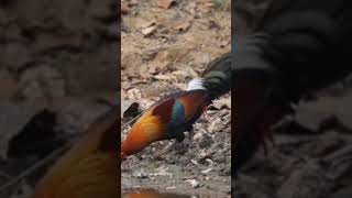 বন মোরগ। Beautiful Natural Forest cock