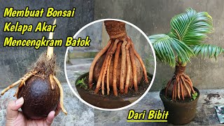 CARA MUDAH MEMBUAT BONSAI KELAPA AKAR MELILIT BATOK DARI BIBIT