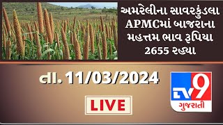 અમરેલીના સાવરકુંડલા APMCમાં બાજરાના મહત્તમ ભાવ રૂપિયા 2655 રહ્યા | APMC | GUJARAT | #Tv9D