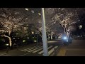 【4k】roppongi sakurazaka tokyo cherry blossoms in full bloom 27th march 2023 六本木 桜坂 桜 🌸 2023 3 27