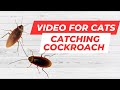 Cat Games. Realistic Cockroaches on Screen. Video for Cats.