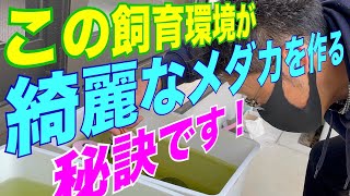 世界メダカ奇行٩( 'ω' )و島根県雲南市前編/笑メダカさんは対面販売しています！