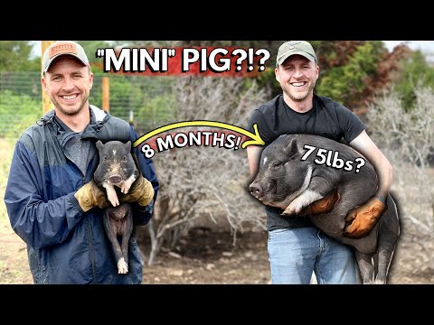 How big do miniature pigs get?