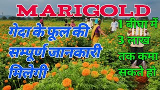 मैरीगोल्ड की फसल की सम्पूर्ण जानकारी  #marigoldflower #indianfarming #agriculture