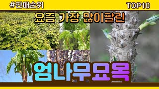 엄나무묘목 추천 판매순위 Top10 || 가격 평점 후기 비교