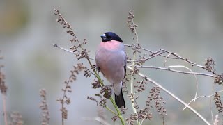 日向林道のウソ（雄）その１５（4K60P動画）