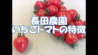 長田農園　トマトベリーの特徴