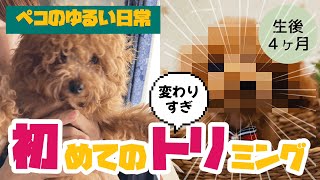 トイプードルの子犬が初めてのトリミング！こんなに変わるの？衝撃のビフォーアフター！